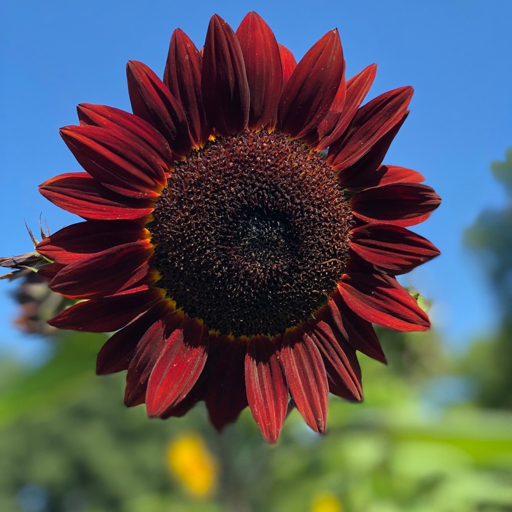 Meet your Posher, Pam